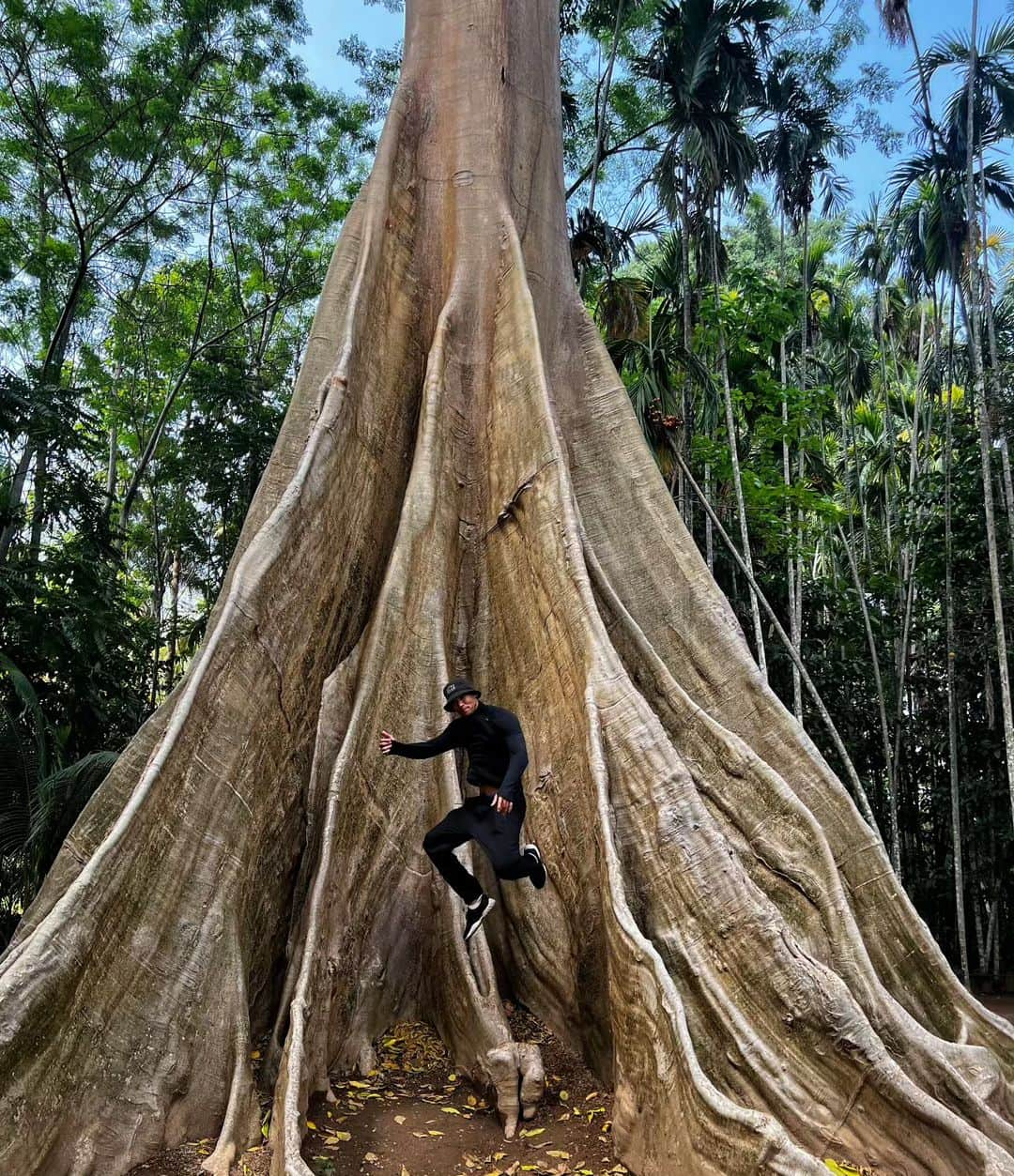 ティムのインスタグラム：「🇹🇭 Thailand and its Wonders... #thegianttree #uthaithani #amazingthailand」