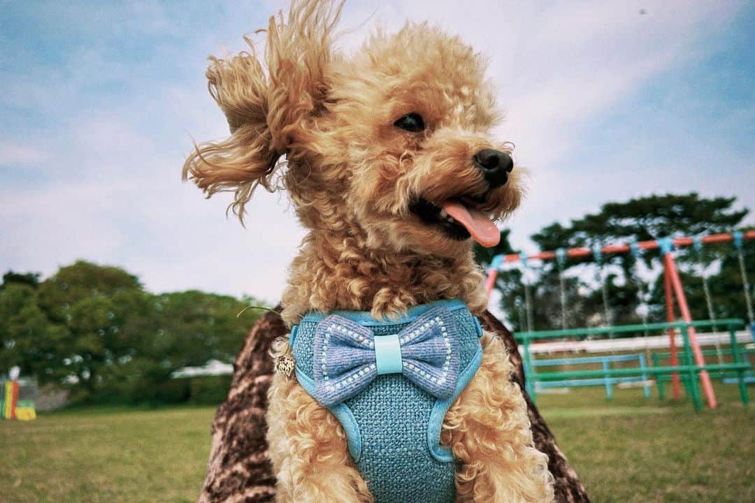 立石晴香さんのインスタグラム写真 - (立石晴香Instagram)「風が気持ちいいねぇ🌳🌳 皆さん良い休日になりますように✨  #いぬすたぐらむ #dog」5月21日 17時51分 - haruka_tateishi