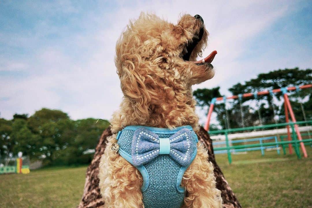 立石晴香さんのインスタグラム写真 - (立石晴香Instagram)「風が気持ちいいねぇ🌳🌳 皆さん良い休日になりますように✨  #いぬすたぐらむ #dog」5月21日 17時51分 - haruka_tateishi