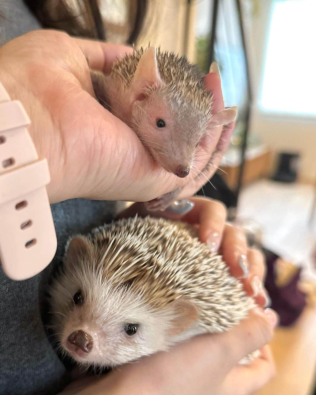 ラド&ティンクさんのインスタグラム写真 - (ラド&ティンクInstagram)「Echinops telfairi & hedgehog🦔  model ： Flan & Kintsuba @wagashis0702   我が家に #ヒメハリテンレック のきんつばくんが遊びにきてくれたよ。  同じハリ仲間だね❤️  ヒメハリちゃんは、針は柔らかくてお腹の方はほとんど毛が無いから、ペタペタした感じだよ。 動きが穏やかで、木登りもできるから、手足はしっかり掴んでくれるよ❤️  この日はヒメハリちゃん1匹 ハリちゃん3匹 人間の大人　4人 人間の赤ちゃん　1人 が遊びに来てくれて いろんな可愛さに癒されまくりでしたぁ❤️  また他の写真も紹介するね✨  @konacyora_ym3  @kealani9611  @hedgehog_mashumaru  @wagashis0702   たくさんのお土産やプレゼントありがとう❤️  #はりねずみのフラン #はりねずみ #ハリネズミ #針鼠 #igersjp #pecotv #hedgehog #hedgie」5月21日 9時03分 - rado_pompon