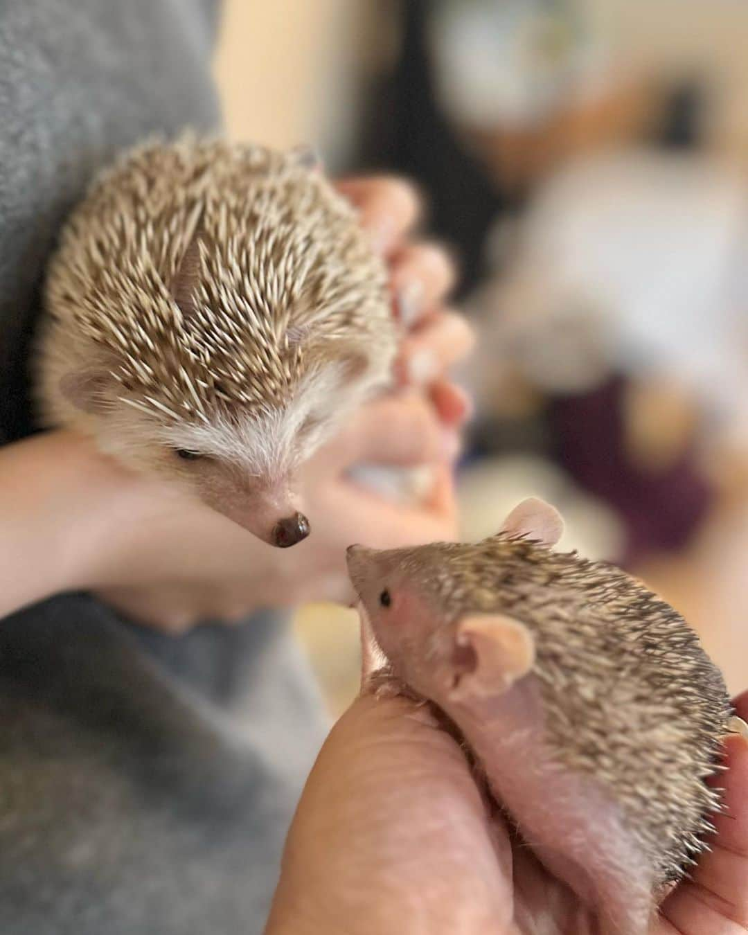 ラド&ティンクさんのインスタグラム写真 - (ラド&ティンクInstagram)「Echinops telfairi & hedgehog🦔  model ： Flan & Kintsuba @wagashis0702   我が家に #ヒメハリテンレック のきんつばくんが遊びにきてくれたよ。  同じハリ仲間だね❤️  ヒメハリちゃんは、針は柔らかくてお腹の方はほとんど毛が無いから、ペタペタした感じだよ。 動きが穏やかで、木登りもできるから、手足はしっかり掴んでくれるよ❤️  この日はヒメハリちゃん1匹 ハリちゃん3匹 人間の大人　4人 人間の赤ちゃん　1人 が遊びに来てくれて いろんな可愛さに癒されまくりでしたぁ❤️  また他の写真も紹介するね✨  @konacyora_ym3  @kealani9611  @hedgehog_mashumaru  @wagashis0702   たくさんのお土産やプレゼントありがとう❤️  #はりねずみのフラン #はりねずみ #ハリネズミ #針鼠 #igersjp #pecotv #hedgehog #hedgie」5月21日 9時03分 - rado_pompon