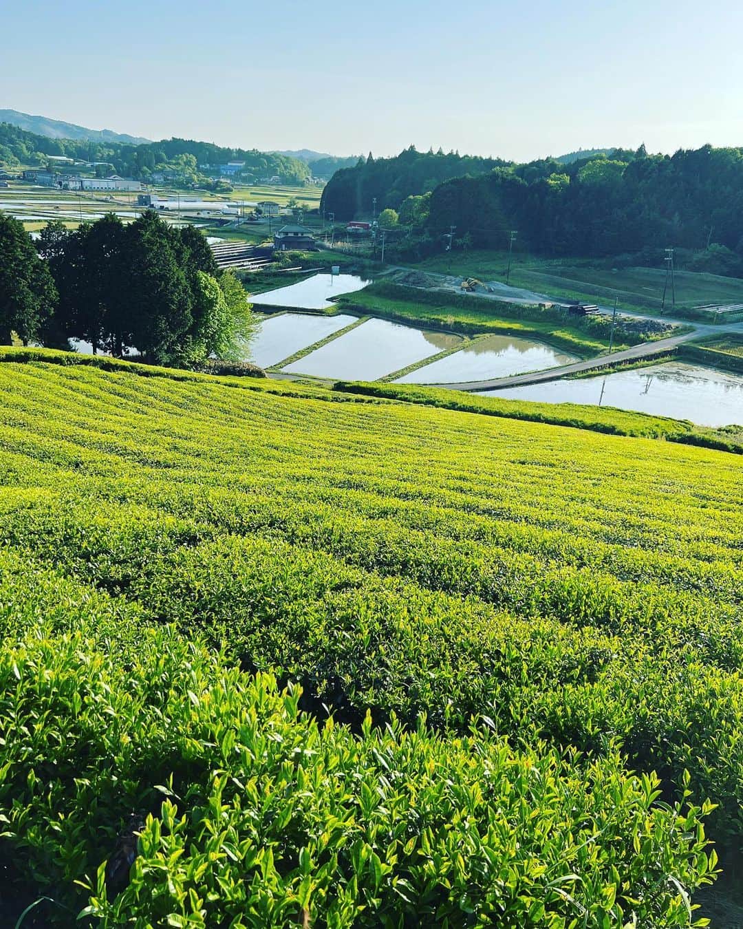 椎名直子さんのインスタグラム写真 - (椎名直子Instagram)「奈良日記  撮影で奈良へ 美しい茶畑は新茶のきせつ」5月21日 9時47分 - natadecoco