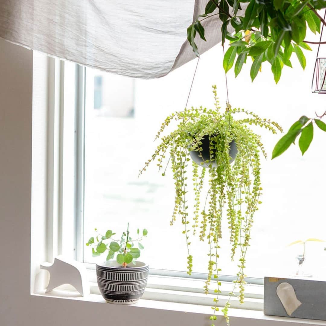 北欧、暮らしの道具店さんのインスタグラム写真 - (北欧、暮らしの道具店Instagram)「グリーンのある暮らし、始めよう。 賃貸でも吊せるプラントポット . - - - - - - - - - - - -  初夏は植物がイキイキときれいな季節。  お家でもグリーンで ちょっとした模様替えに チャレンジしてみるのはいかがですか？  特別な道具がなくても、グリーンを手軽に飾れる KINTOのプラントポットがおすすめです。  グリーンを「吊るす」と聞くと、 ハードルが高そうに感じますが このプラントポットは違うんです。  ワイヤーの先端にはフックが付いていて カーテンレールや、突っ張り棒に ひょいと引っ掛けるだけでOK！  ダクトレールタイプの照明なら、 レール用のフックをつけると 簡単に取り付けできます。  小さなお子さんやペットのいるご家庭でも 手の届かないところに飾れるから安心ですね。  鉢はマットな質感で、見た目がスッキリ。 どんなインテリアでも馴染んでくれますよ。 これからグリーンを増やしていきたいと思った時も すっきりまとまるのが嬉しいポイントです。  樹脂でできているから、とにかく軽く 落としても割れにくいので、 万が一の時を考えても安心して使えます。 �さらにうれしいのは長さの調整がラクなこと。 長さは52cmから120cmまで かなりゆとりを持って調整できるので、 飾る場所や植物が変わっても 使い続けることができます。 �鉢とカバーはパーツが分かれているので フックにつりしたまま鉢だけ取り出せて 水やりが簡単なのも、 毎日お世話をする上では嬉しいポイント。  ご用意したのは 小ぶりな多肉植物などにおすすめの4号サイズと ボリュームがたっぷりある植物も飾れる5号サイズ。 組み合わせて使うのもおすすめです◎  当店のプラントポットで ぜひグリーンのある暮らしを お楽しみいただけたら嬉しいです。  ーーー 掲載のアイテムはこちら▼ ーーー . ☑︎KINTO プラントポット / 植木鉢 . ▶お買いものはプロフィールのリンクからどうぞ→@hokuoh_kurashi - - - - - - - - - - - - #interior#interiors#livingroom#homedecor#instahome#homewares#インテリア#北欧インテリア#リビング#寝室#賃貸#賃貸インテリア#KINTO#プラントポット#植物のある暮らし#グリーンのある暮らし#マイホーム#インテリア雑貨#シンプル#シンプルライフ#シンプルデザイン#暮らしを楽しむ#日々の暮らし#北欧#暮らし#北欧暮らしの道具店」5月21日 10時01分 - hokuoh_kurashi
