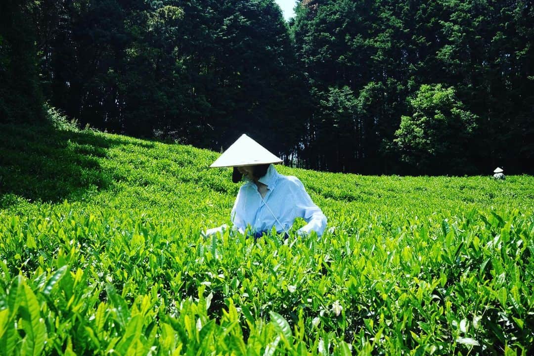 椎名直子さんのインスタグラム写真 - (椎名直子Instagram)「お茶を摘んで」5月21日 10時08分 - natadecoco