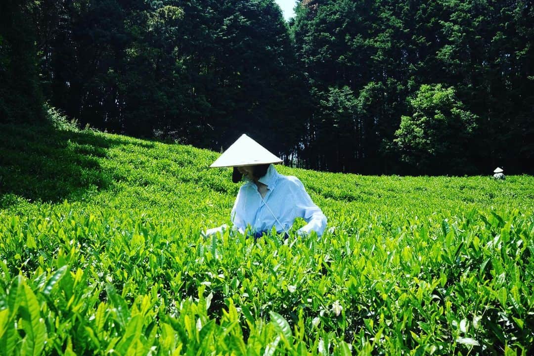 椎名直子のインスタグラム：「お茶を摘んで」