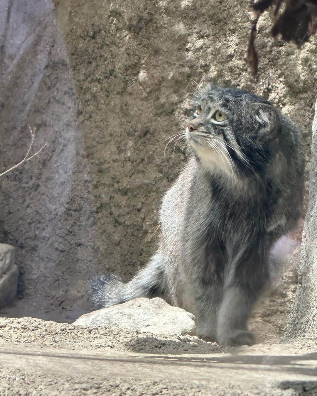 黒田絢子さんのインスタグラム写真 - (黒田絢子Instagram)「GW最高に楽しかった🦉🐿️🦥🦩🦢🦘🐅🐫🐑🦙🐈🐕🦚🕊️🦝🦫🐾🪷🪻🌷🌼✨  #神戸どうぶつ王国 #gw #動物 #アニマル #animals  #lovely #ふれあい #めずらしい植物  #絶滅危惧種」5月21日 10時28分 - ayakokuroda_official