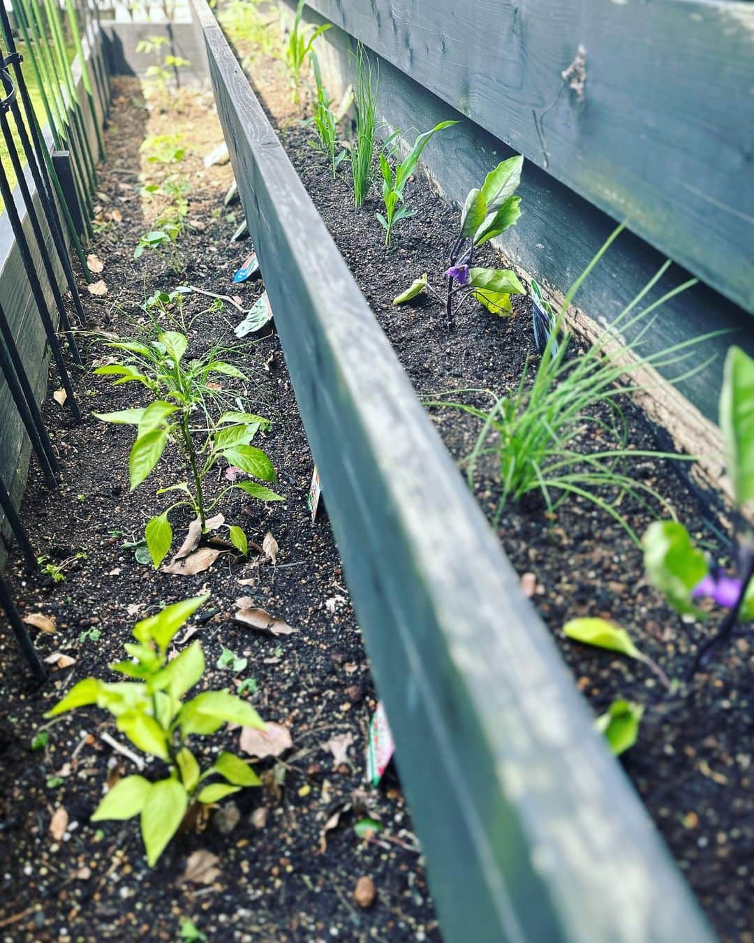 鈴木六夏さんのインスタグラム写真 - (鈴木六夏Instagram)「家庭菜園2023夏！  去年はあまり出来なかった菜園 今年はまた復活しています🙌🏼  今年は初めて夫が菜園に関心をもち、 一緒に植え付けをしました。が  おそらく植えただけで満足。に3000点の予想😂😂  さーて、虫やカラスや犬たちや.. 色々なハードルを😅やり方を変え工夫しながら今年はどれだけ収穫までいけるか！？  結構ほったらかしでも毎年けなげに身をつけてくれる苺には毎年 感謝😂🍓この他にハーブ系は別場所にあります。  昨日スーパーで、青梅が出ていたのを発見！嬉しくて2袋買い 早速ヘタをとって冷凍庫へ。今日はそれで梅シロップを仕込もうと思います。  皆様良い日曜日を！  #ツィードありがとうございました！ #６ｈａｎａ品切れ💦🙏  #入荷までしばしお待ちください🙏 @the9shop_211」5月21日 11時05分 - rikuka.62
