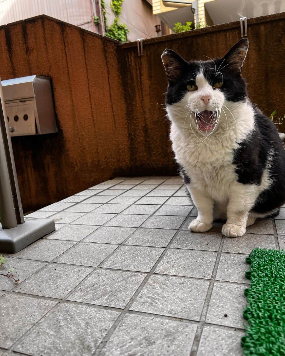 Kachimo Yoshimatsuのインスタグラム：「おはようイカスミ Good Morning Ikasumi 大あくびだね。 Big Yawn!  #うちの猫ら #ikasumi #猫 #ねこ #ニャンスタグラム #にゃんすたぐらむ #ねこのきもち #cat #ネコ #catstagram #ネコ部 http://kachimo.exblog.jp」