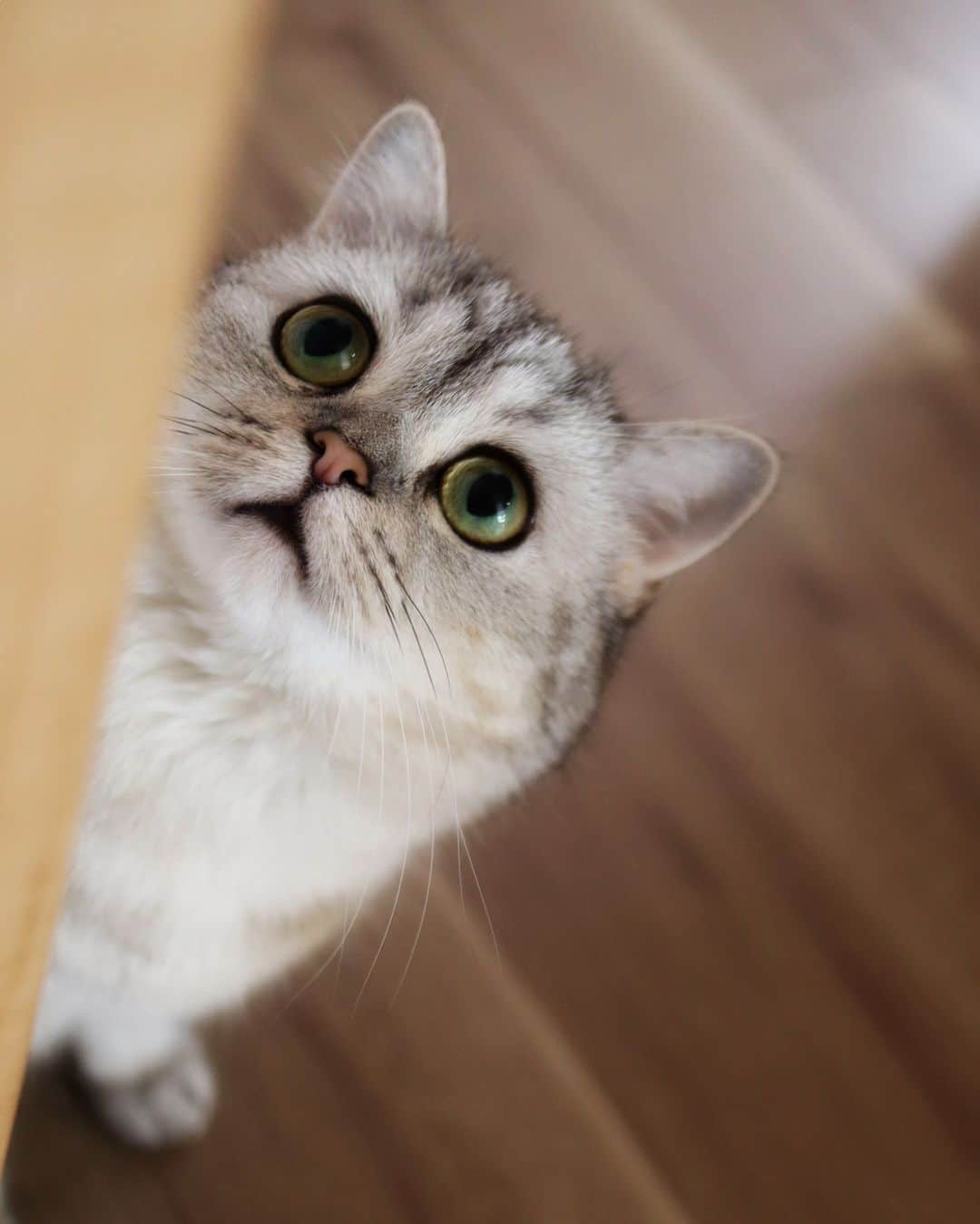 寅次郎（とらちゃん）さんのインスタグラム写真 - (寅次郎（とらちゃん）Instagram)「ひょっこり👀 · 子猫みたいに見えるけど、撮れたてホヤホヤの小梅です🐻‍❄️🐾 · · · ねこの寅次郎と小梅 @torachanthecat  - - - - - - - - - - - - - - - - - - - - - - - - - - #猫との暮らし #ねこすたぐらむ #猫とインテリア #猫好きさんと繋がりたい #貓 #고양이#猫 #ミヌエット #minuetcat #catoftheday」5月21日 12時17分 - torachanthecat