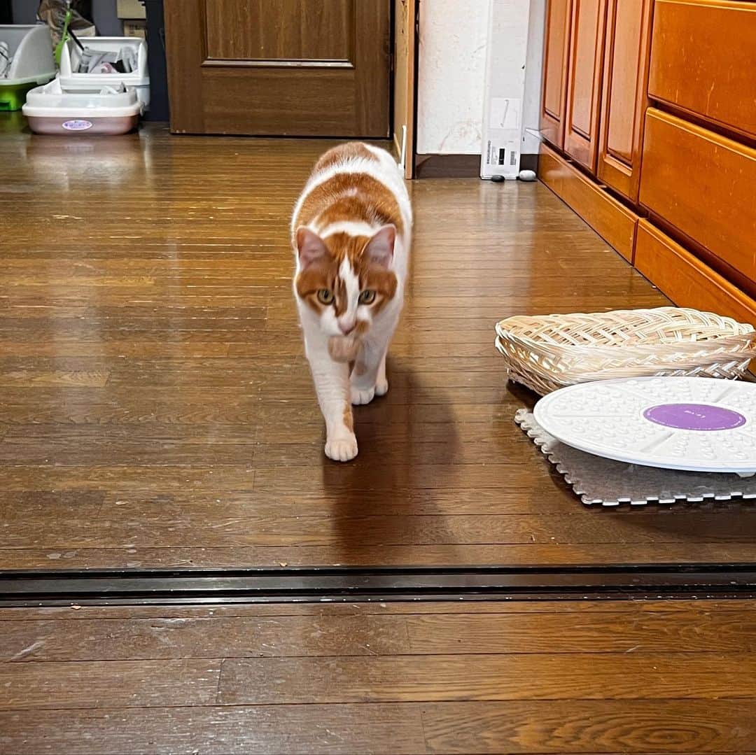 Kachimo Yoshimatsuさんのインスタグラム写真 - (Kachimo YoshimatsuInstagram)「おいちゃんをブラッシングして取れた毛でボールを作ると、しばらく遊んでくれる。  投げたら大事そうにくわえて持ってくる。  #うちの猫ら #oinari #猫 #ねこ #ニャンスタグラム #にゃんすたぐらむ #ねこのきもち #cat #ネコ #catstagram #ネコ部 http://kachimo.exblog.jp」5月21日 12時20分 - kachimo