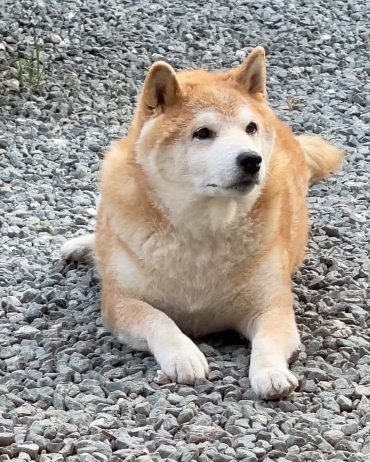 柴犬 たろのインスタグラム：「¨ 顔の周りの毛が抜けて 身体がめっちゃ大きく見えるよ🐖  相変わらず上の毛が抜けてなくて🐢 亀仙人だぉ🩵  BBQでお肉もらったよ🍖  #カラスが無くから帰ぁえろ🐦‍⬛ #shibainu」