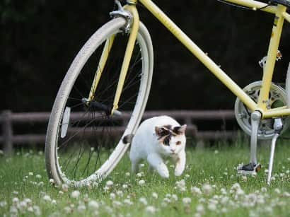 路地裏のにゃん吉のインスタグラム：「桃ちゃんと自転車 CAMERA ︰OMD-EM1mark Ⅱ LENZ︰M.ZUIKO DIGITAL ED 12-100mm F4.0 IS PRO   #のらねこ部 桃ちゃん #om_system_jp #om写真投稿 #japancamera_official #猫部#nekoclub#แมว#icu_japan #igersjp#猫 #にゃんすたぐらむ#ig_catsclub #cats# #catsofinstagram #gatto#catloversclub#bnw_catalonia  #東京カメラ部#icu_japan#cute #catstagram#広がり同盟 #bestcatclub #gallery_legit #写真を止めるな#love_bestjapan #lovers_nippon  #team_jp #고양이#にゃんすたぐらむ #art_of_japan #instacat」