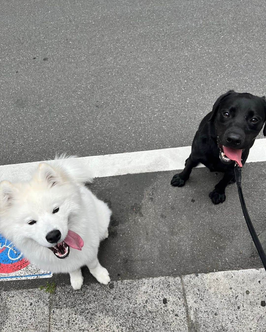 ボドカのインスタグラム：「👅」