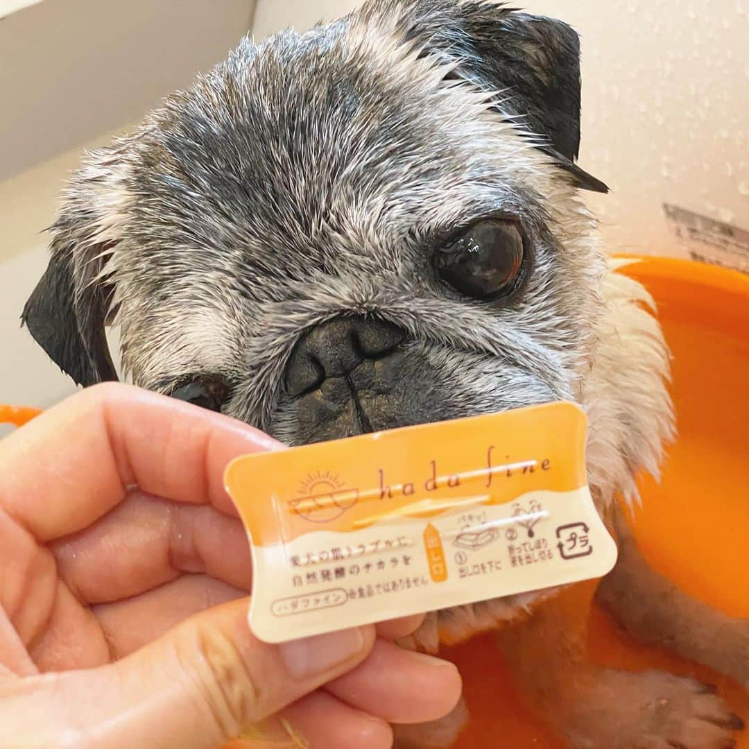 八兵衛のインスタグラム：「🛀hada fine🛀 * * ハダファインの おふろにはいったよー♨️ * * はちべえが 昨年から使っているハダファイン♨️  1〜2週に一度の使用で 肌トラブルが以前に比べて かなり落ち着いています☺️ * * ハダファインは　 片手で簡単に開きます。 お湯をかけてなじませて おしまい！ 簡単ケアで時短になるのも　 シニアには助かります✨ * * #ハダファイン  #ほぼ黒パグ #おじいちゃん犬 #16歳8か月  #pug #puggy #puglife #puglove #petstagram #pugstagram #pugsofinstagram #pugs #dog #八兵衛 #はちべえ」