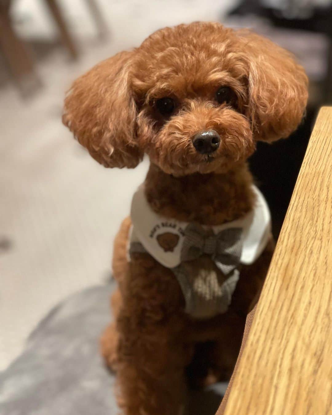 下薗なおこのインスタグラム：「先日豆ちゃんとドッグカフェにお出かけ☺︎ 動物病院でのトレーニングの成果がしっかり出ていて終始お利口さんに過ごしてくれ お出掛けを楽しんでくれました🐕  次は豆に似たわんちゃんの似顔絵ケーキを予約して食べたいと思います🐶🎂  #toypoodle  #トイプードル #トイプー #といぷ　 #動物病院 #獣医師常駐　 #プードル #toypoodle  #犬の学校  #都内動物病院　#動物病院ホテル #動物病院トリミング  #診察室　#動物病院併設サロン  #ドッグホテル #犬の幼稚園 #犬の学校　#いぬのしつけ  #犬のマナースクール #トイプードル #タイニープードル #toypoodle  #toyphotography  #toypoodlelove  #doglover  #dogstagram  #dogsofinstagram  #dog  #animals」