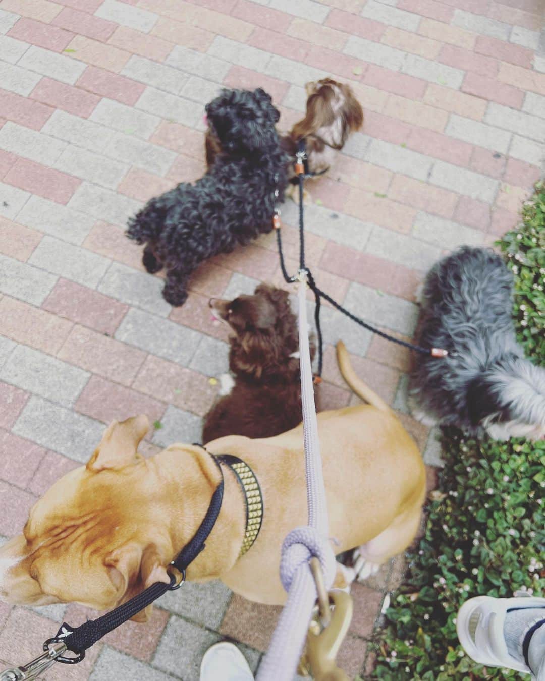 山口祥行のインスタグラム：「うん！🐶大変ww #いぬすたぐらむ」