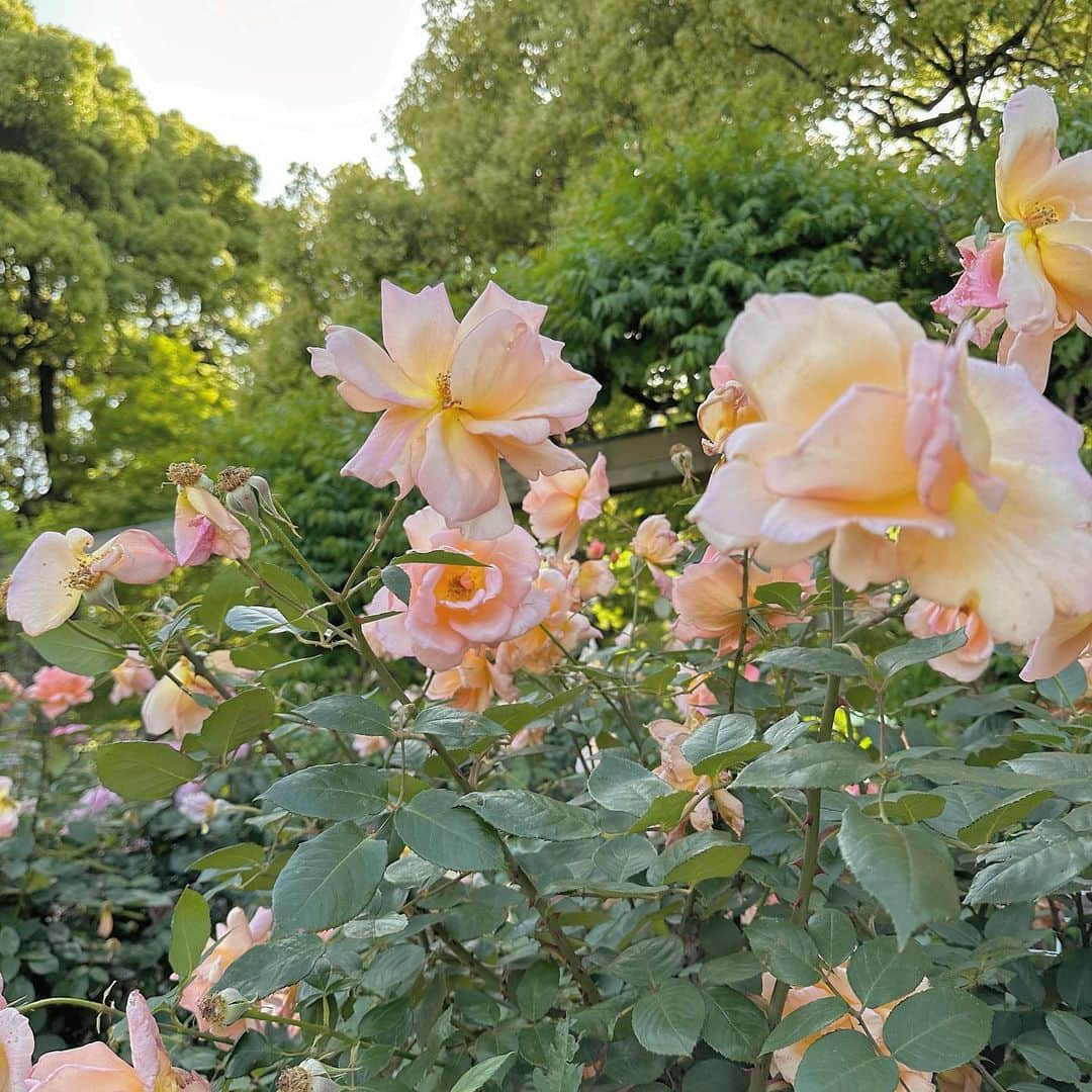 大橋あかりのインスタグラム：「お花好き」