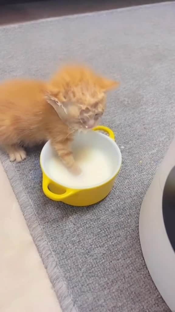 Cute Pets Dogs Catsのインスタグラム
