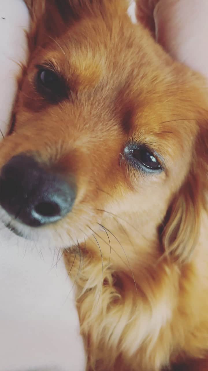 クリス・ウェビーのインスタグラム：「I missed my lil Moose boy while I was on tour so damn much 🐶🥹🕸」