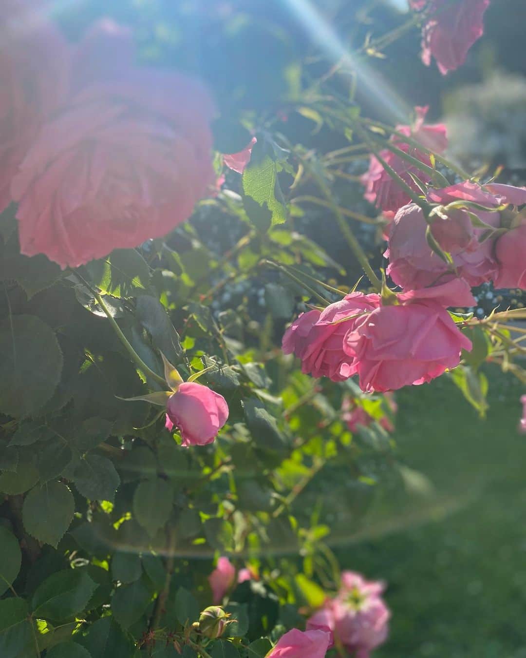 machiのインスタグラム：「毎年楽しみにしているバラの季節。 ただ撮っただけの無加工でこのデイドリーム感。自然の作り出す美って素晴らしい。  エモいとはこのようなことでは⁈撮った後に思った写真。  合ってます？  #エモい#エモい写真#バラ#バラ園#長居公園#植物園」