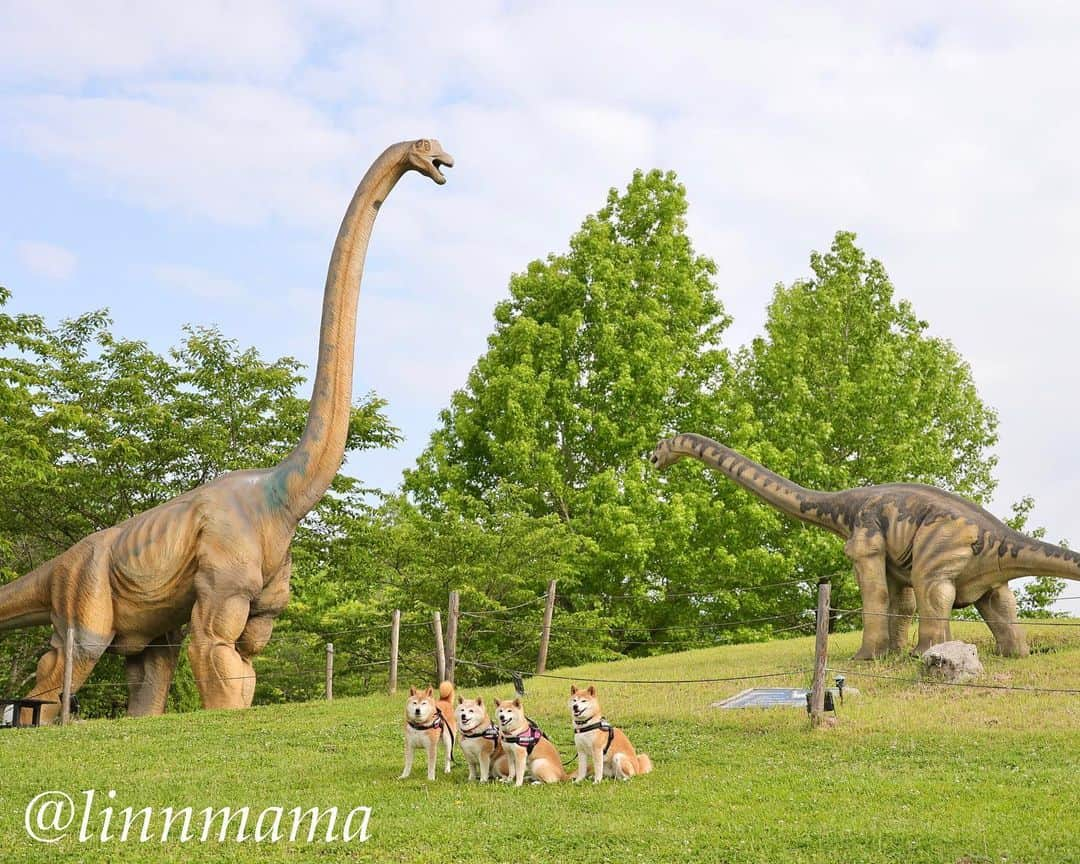 linnmamaさんのインスタグラム写真 - (linnmamaInstagram)「We went to the Jurassic Park🦕〜Believe it ⁉️ ＊ ＊ ＊ #柴犬#dog #柴犬凜の勇気凜々every day  #多頭飼い  #shibastagram  #my_eos_photo #eosr6 #ドッグフォトグラファーズ #iphone12#iphone12promax  #あさんぽ#写活 #hamamatsufruitspark #浜松フルーツパーク #浜松フルーツパーク時之栖」5月21日 18時48分 - linnmama