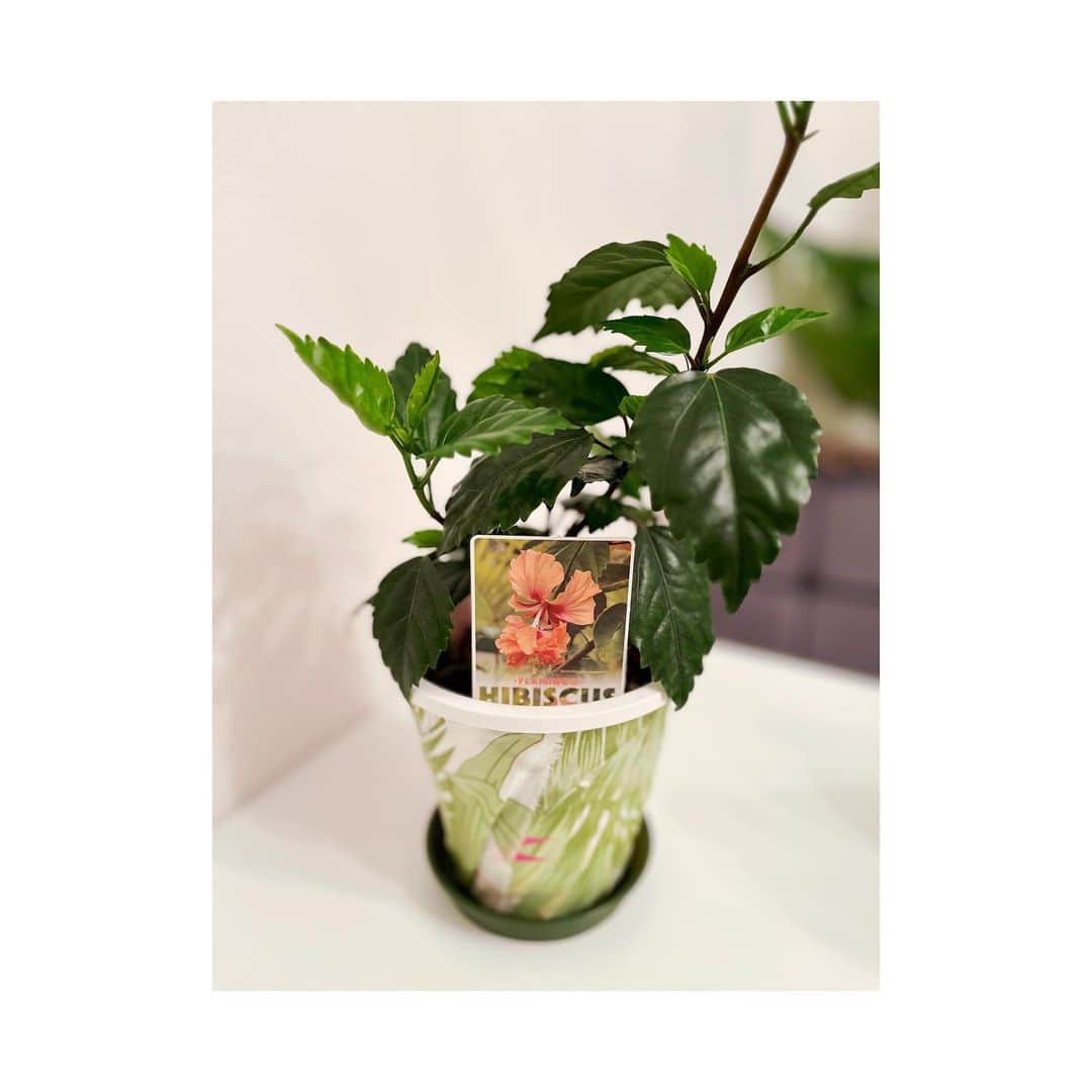 莉奈さんのインスタグラム写真 - (莉奈Instagram)「⁡ うちに、ハイビスカスを買いました🌺🦩 ⁡ 最近観葉植物にどハマりして、家がまるで植物園のようになってきました。💚 ⁡ いつか綺麗に咲きますように！ ⁡ #ALOHATOKYO2023 #ハイビスカス #フラミンゴ」5月21日 19時06分 - rinascollage