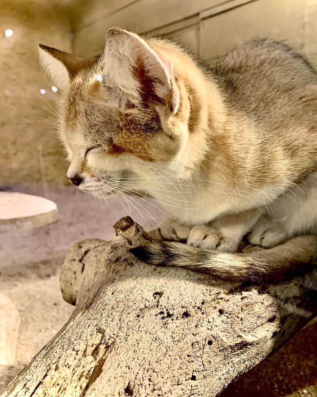 河口恭吾さんのインスタグラム写真 - (河口恭吾Instagram)「砂猫、初めて見ました。 相当に可愛いですね。 犬派ですが、断然可愛いわ。  #砂猫」5月21日 19時13分 - kawaguchikyogo