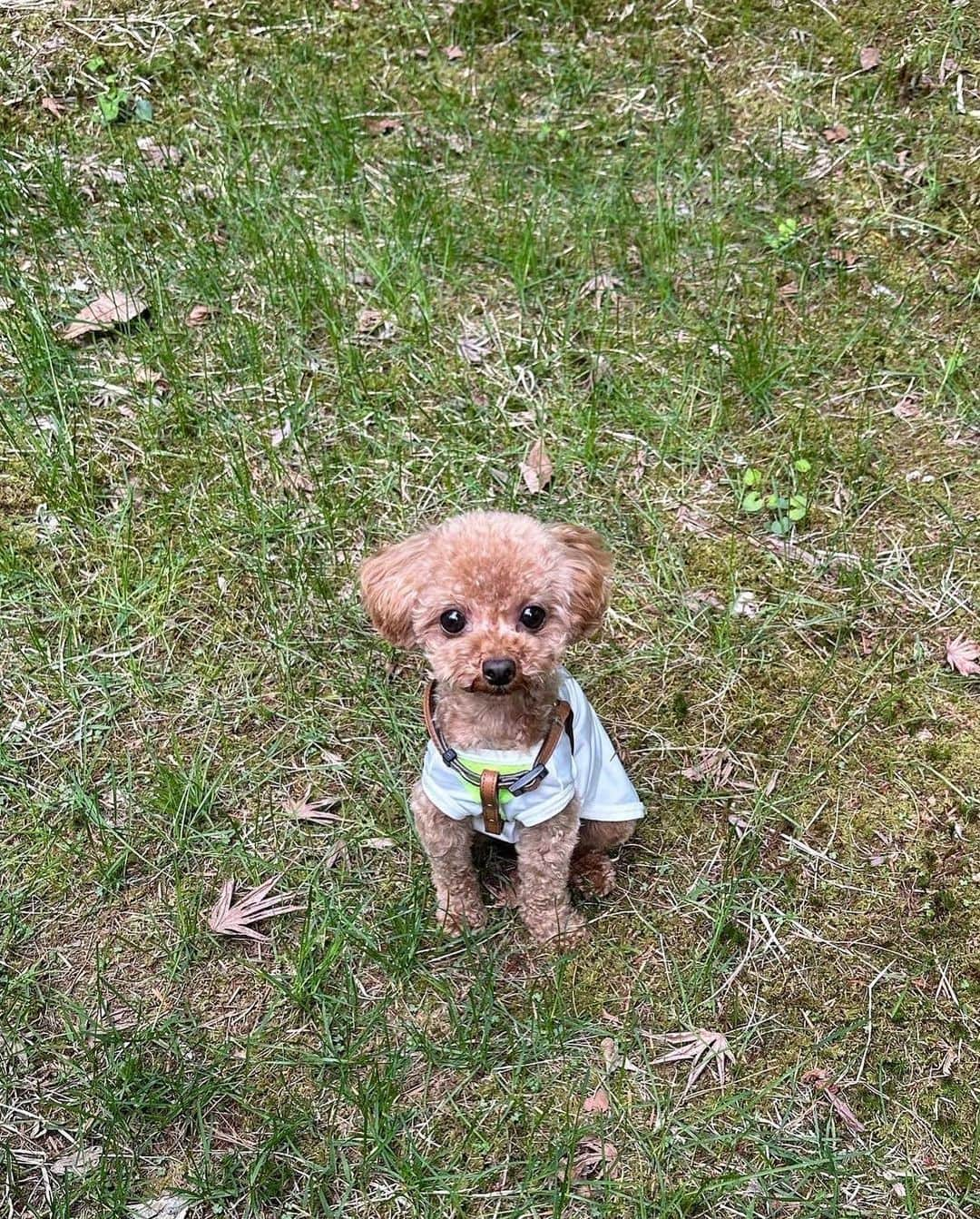 志田彩良さんのインスタグラム写真 - (志田彩良Instagram)「マイナスイオン🌳🐶🐟」5月21日 19時30分 - sarashida_official