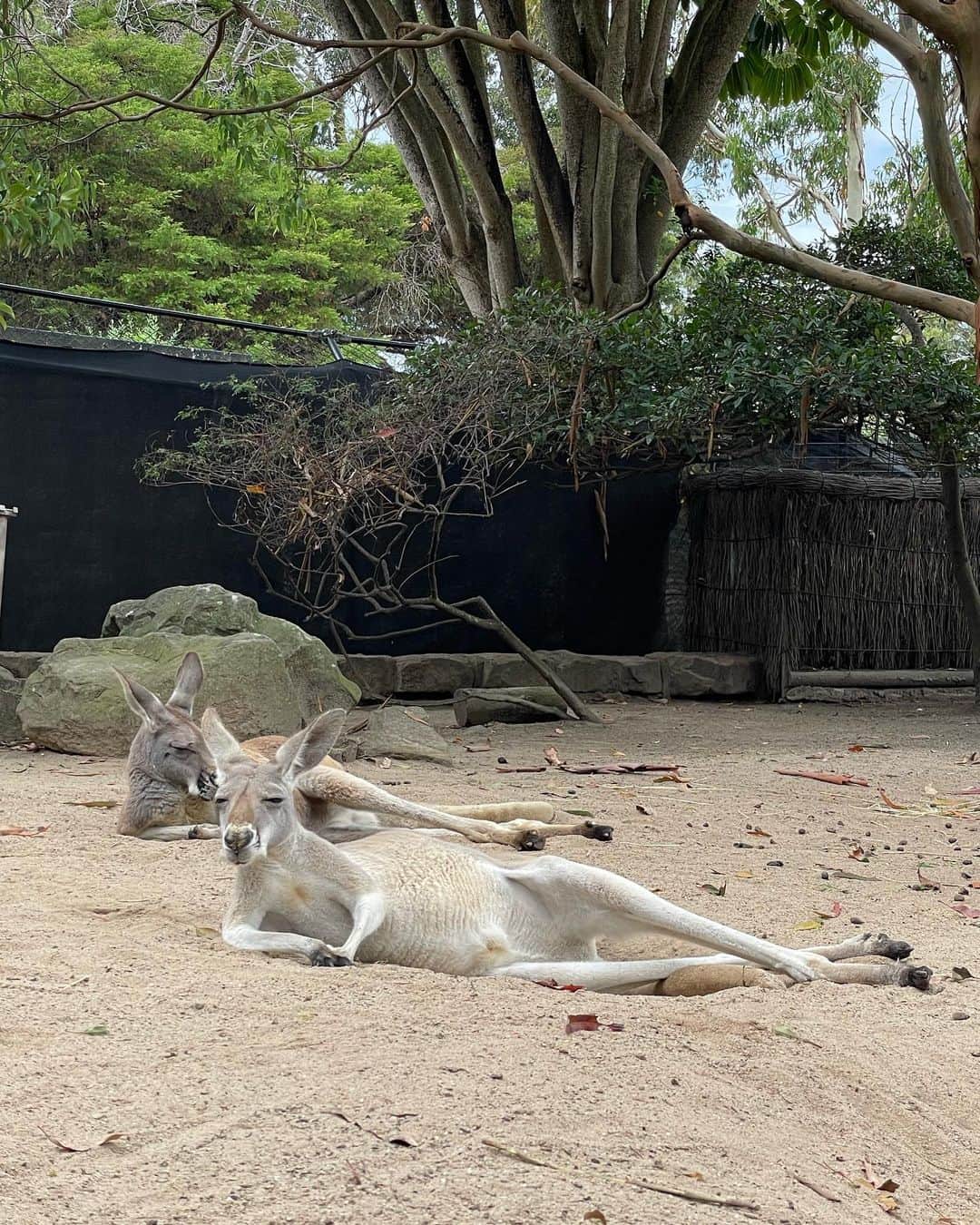 あゆみさんのインスタグラム写真 - (あゆみInstagram)「Taronga Zoo Sydney🐅 . 去年の大晦日の写真を今更、デカネコかわい～♡ #tarongazoo #sydney #nsw #australia」5月21日 19時25分 - ayumiiii26