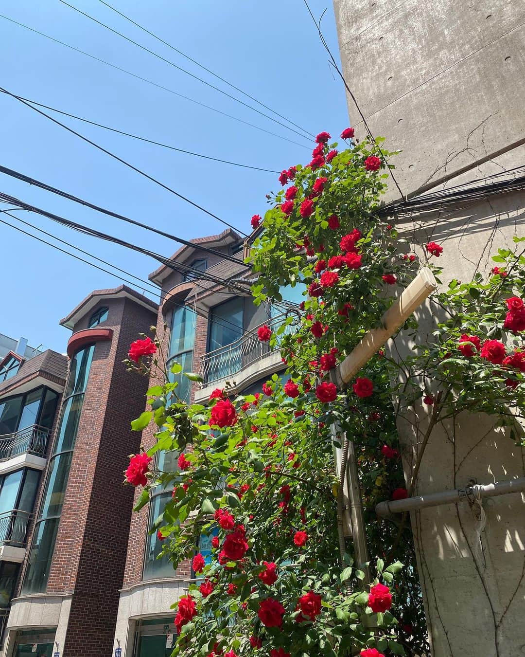 一木美里さんのインスタグラム写真 - (一木美里Instagram)「photo dump①🇰🇷🥰😘  @nugu__official @nugu_beauty の撮影で かわいいUjaさんとご一緒しました❤︎❤︎❤︎ We did photo shooting for nugu:) So happy meet you Uja nim~!See you soon🫶🏻 　  #korea#seoul#韓国#韓国カフェ#kbeauty#MillyKorea#ソウルカフェ#カンジャンケジャン#서울#서울카페」5月21日 19時28分 - misato_ichiki