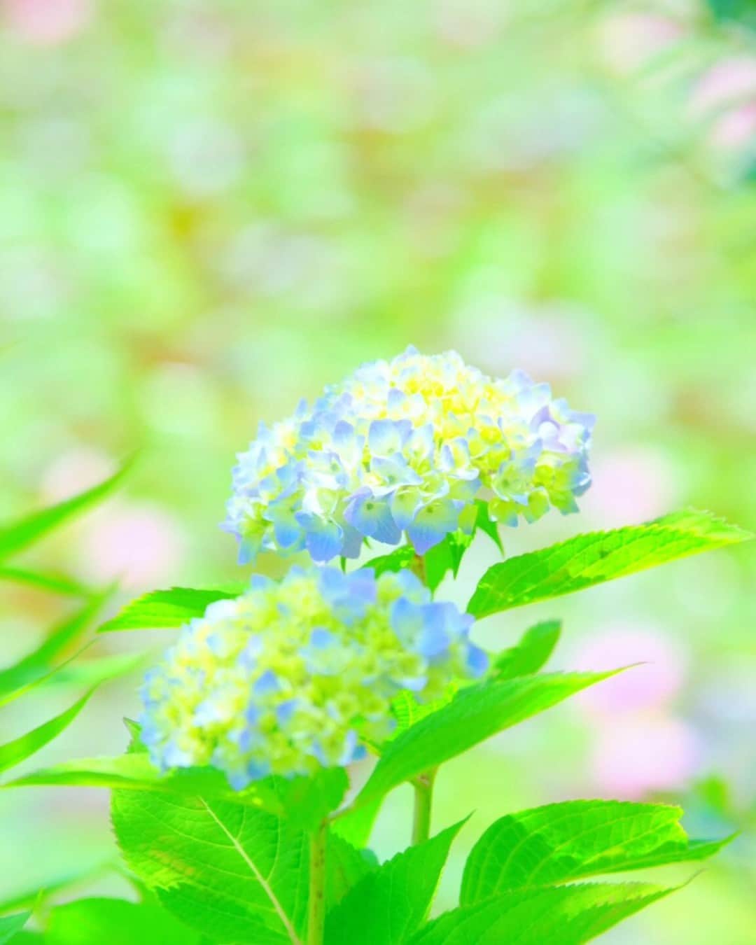花の写真館のインスタグラム：「Photo by @sonner85. https://instagram.com/sonner85/ . Original Post[投稿いただいたURL] https://www.instagram.com/p/CsX0KKEPQZ-/ . 本アカウントは、 #私の花の写真 をつけてInstagramに投稿された皆さまの花の写真や、「花の写真館」Facebookページで投稿された花の写真を紹介します。 「花の写真館」Facebookページは、「 @floral.photograph 」のプロフィールにあるURLからご覧ください。 . ※各種法令、マナー、関係者の指示に従った撮影をお願いします。 *Please ensure that your photography adheres to all relevant laws, etiquette, and instructions issued by authorized persons. ※本アカウントは東京カメラ部がFacebook、Instagramのサービスを利用して運営しているもので、Meta社・Instagramとは一切関係ありません。 . #花の写真館 #floralphotograph #floralphoto #flower #flowers Follow: @floral.photograph」