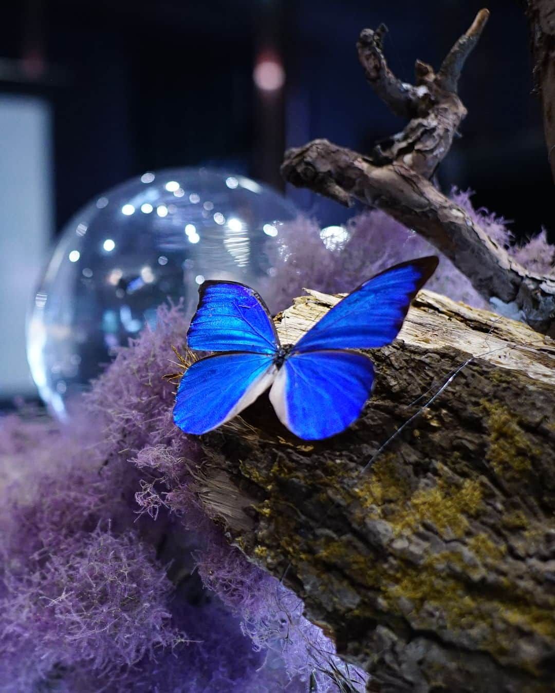 Miraikan, 日本科学未来館さんのインスタグラム写真 - (Miraikan, 日本科学未来館Instagram)「【美しいカルガモの羽のひみつ👀】 今年も #未来館 の池で #カルガモ を発見！ よく観察していると、茶色い羽の間から青く綺麗な羽が✨ この部分は「#構造色」といって、元々青色をしているのではなく、光の複雑な反射によって青色や緑色に見えたりします。DVDの裏面も角度を変えると色が変わって見えるのと同じ原理なんです。  「構造色」と言えば、未来館 常設展示「計算機と自然、計算機の自然」で展示されている「モルフォ蝶(標本)」もそのひとつです。蝶の羽の鱗粉に刻まれた微細構造に光が反射・干渉をすることで青く綺麗で複雑な色に見えます。 標本と一緒に構造色印刷と呼ばれるテクノロジーで作られた人工蝶も展示されています。 パッとみると、どちらが標本でどちらが人工蝶なのかわからなくなることも🤔 次に未来館にいらした時は、ぜひ実際に確認してみてくださいね！  #日本科学未来館 #未来館 #miraikan #miraikanmuseum #計算機と自然 #辻雄貴 #siencemuseum #科学館 #art #digitalart #いけばな #お台場 #odaiba #tokyo #東京テレポート #テレコムセンター  #蝶々 #ちょうちょ #チョウ #てふてふ #butterfly #落合陽一」5月21日 20時00分 - miraikan