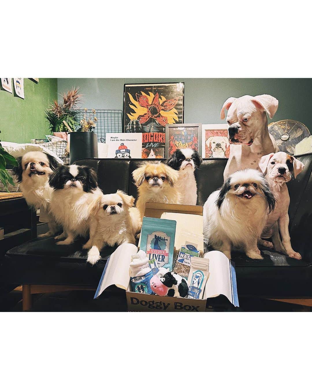 juntowaのインスタグラム：「赤ちゃん返りのめかはまたもオモチャは全部俺のモノ！#doggybox#pr  5月号は牛とミルクの可愛いオモチャに 美味しそうなオヤツが入ってたよ🐶 オヤツはみんなでもう食べちゃったよ🫣」