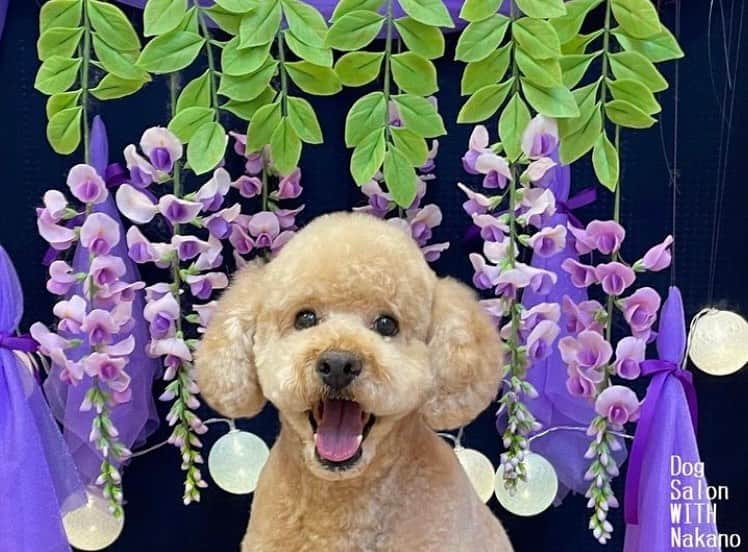 高橋沙弥華さんのインスタグラム写真 - (高橋沙弥華Instagram)「背景毎月可愛い💜  息子🐕の月1トリミング✂✨  . . .  #トリミングサロン #シンプルな暮らし #シンプルな生活 #シンプルなくらしに憧れる #トイプー #でかぷー #🐕 #保険の見直し #節約 #節約生活 #お金持ちになる方法 #お金持ちになりたい #ふわもこ #ふわもこ部 #いぬらぶ #いぬら部」5月21日 20時32分 - takahashi_sayakachan1204