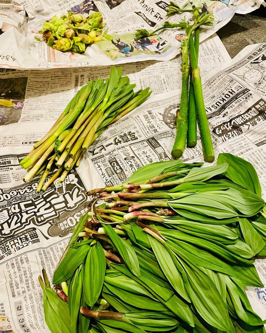 渡部善斗のインスタグラム：「旬の物、地の物を食らうことで心身は活気付くという🙏⛰️  ちゃっと採ってたんと食うずら。  #先人の教え  #山菜  #行者にんにく  #雪笹  #うど  #ふきのとう  #小谷村 #旬  #トレッキング」