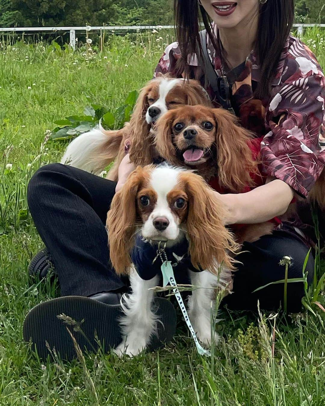 木下ココさんのインスタグラム写真 - (木下ココInstagram)「weekend mood🐕❣️ cav mom day! ・ ・ ・ @cavalier_sansasnow  #cavmom  #那須 #ドッグラン #犬のいる暮らし  #cavalierkingcharlesspaniel  #cavalier #sansasnow #babydaniel #木下ココ」5月21日 21時25分 - cocot_chan