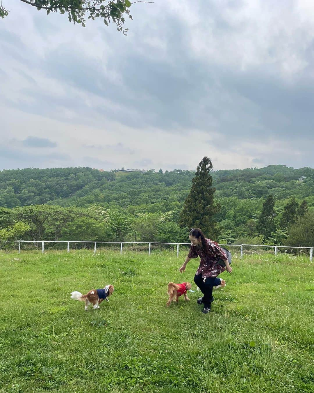 木下ココさんのインスタグラム写真 - (木下ココInstagram)「weekend mood🐕❣️ cav mom day! ・ ・ ・ @cavalier_sansasnow  #cavmom  #那須 #ドッグラン #犬のいる暮らし  #cavalierkingcharlesspaniel  #cavalier #sansasnow #babydaniel #木下ココ」5月21日 21時25分 - cocot_chan