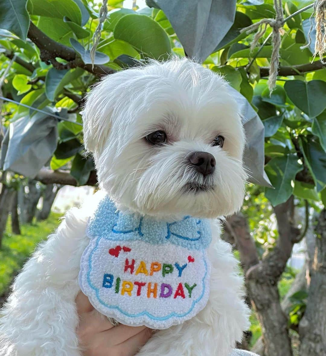 Choi Somiさんのインスタグラム写真 - (Choi SomiInstagram)「사랑하는 왕티즈 생일 축하해 🐶🎂 이루가 지금처럼 말 안 듣고 엄마 괴롭혀도 되니 그저 건강하기만을 바라🩵 엄마보다 더 좋아하는 함미가 끓여준 황태미역국 완국했으니 빼박 세쨜🐾 오늘 그 누구보다 행복한 개린이였으면 좋겠다🤍 #200521」5月21日 21時18分 - cxxsomi