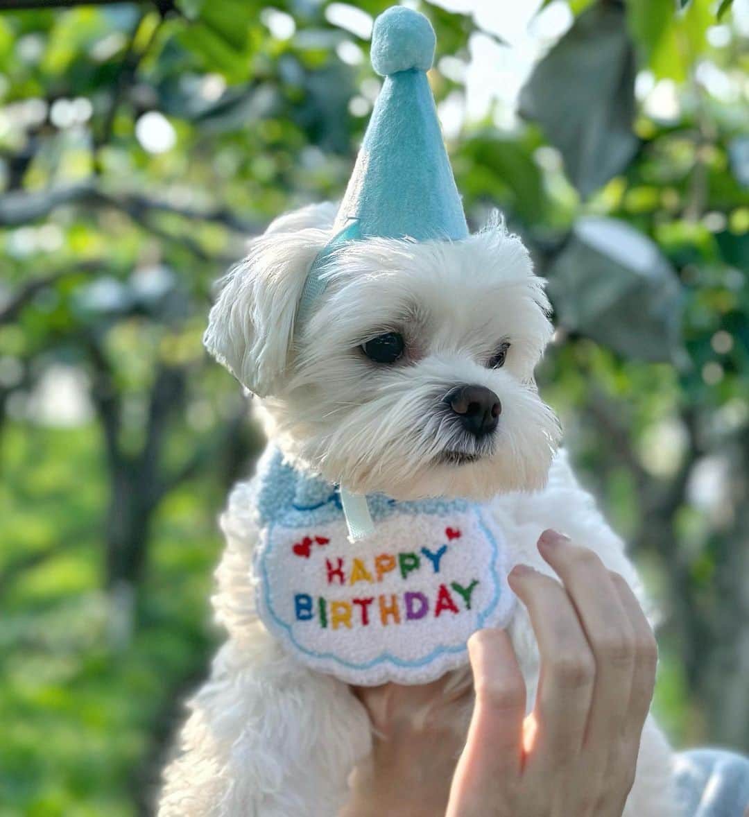 のインスタグラム：「사랑하는 왕티즈 생일 축하해 🐶🎂 이루가 지금처럼 말 안 듣고 엄마 괴롭혀도 되니 그저 건강하기만을 바라🩵 엄마보다 더 좋아하는 함미가 끓여준 황태미역국 완국했으니 빼박 세쨜🐾 오늘 그 누구보다 행복한 개린이였으면 좋겠다🤍 #200521」