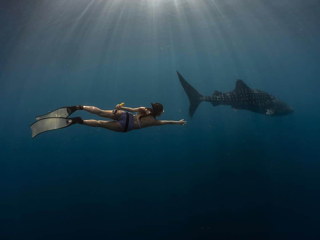 ミシェル・クリスト・クスナディのインスタグラム：「Whale sharks are not whales, they are sharks🌊🧜‍♀️  📸: @nikitafima」