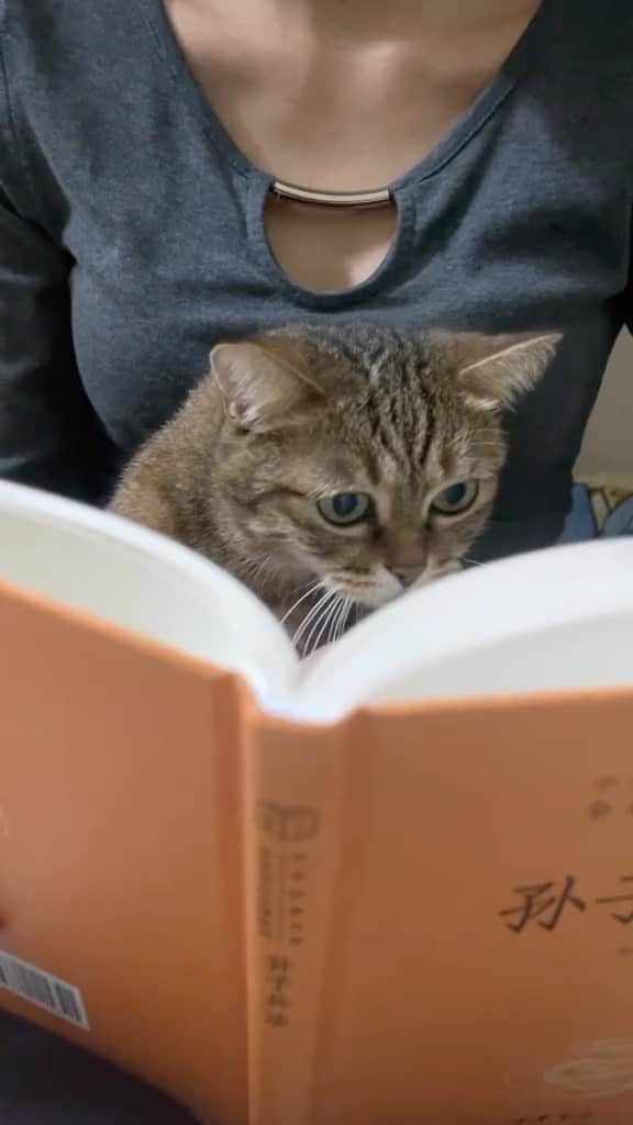 Cute Pets Dogs Catsのインスタグラム