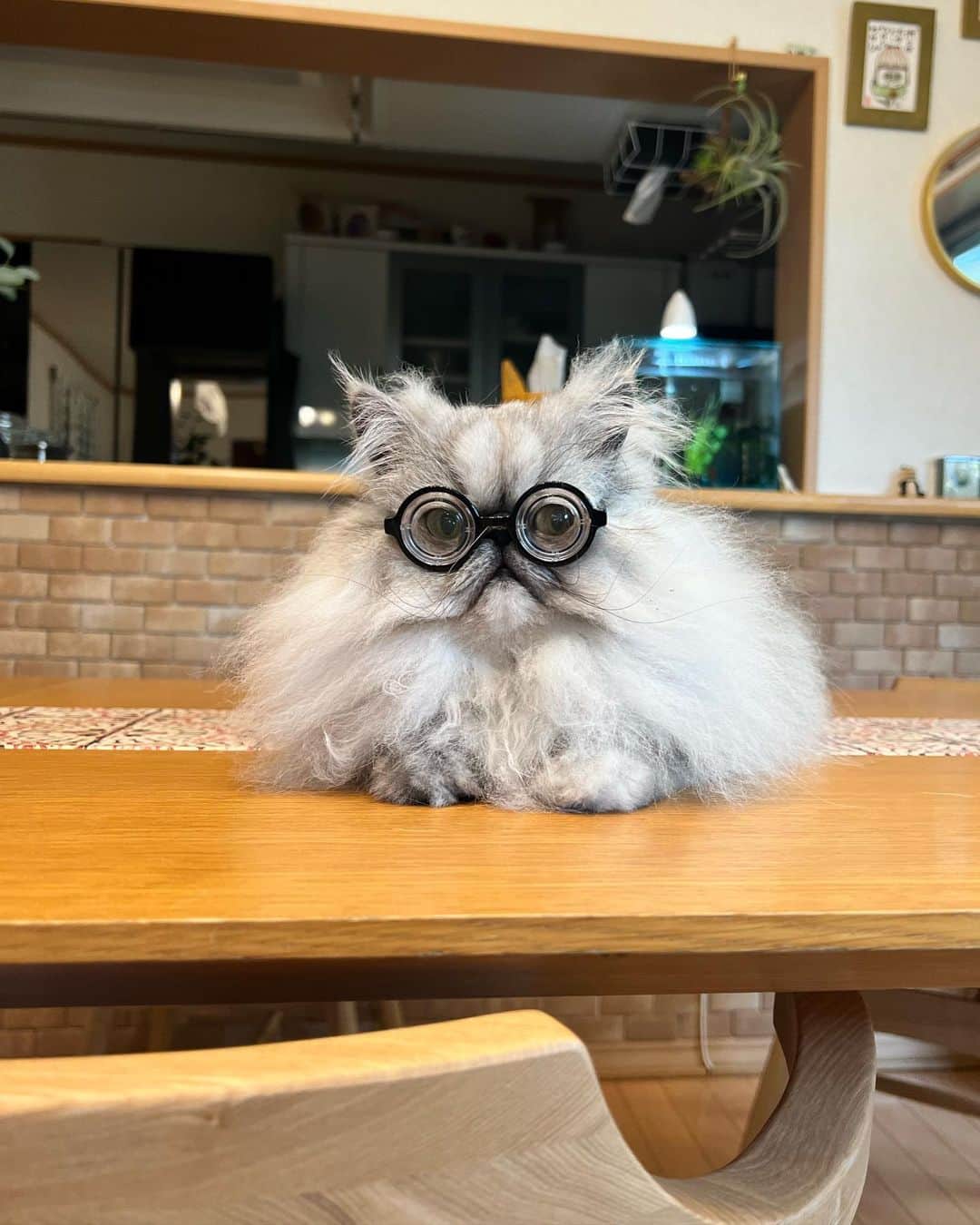 しるこさんのインスタグラム写真 - (しるこInstagram)「2023.5.21 ここのお家に来て今日で3年♡ 僕は色々学んで賢くなったよ😼  #ういちゃん家族記念日2023 @chiromin4828 ありがとう😳❤️  #家族記念日 #もう3年‼︎早いねー‼︎」5月21日 21時34分 - shirukotan