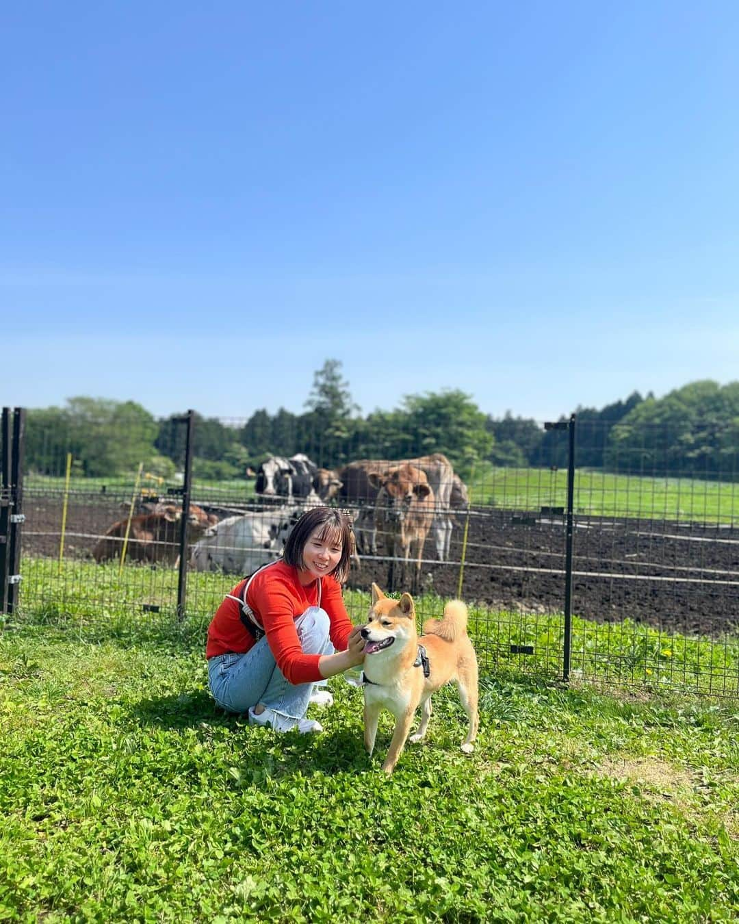 寺村美穂さんのインスタグラム写真 - (寺村美穂Instagram)「#20230521  プチ旅行🚗🩵  実家でしかペットを飼ったことがなかったし、飼い主初心者🔰で…お留守番の時間が長いとカーペットに穴開けるし、ぬいぐるみの綿出すし…(普段全然吠えないのはとても助かってる)💭  大変なことも多いけど、一緒に成長中です！ きょうで9ヶ月🐕🌞  #柴犬」5月21日 21時37分 - teramipooo