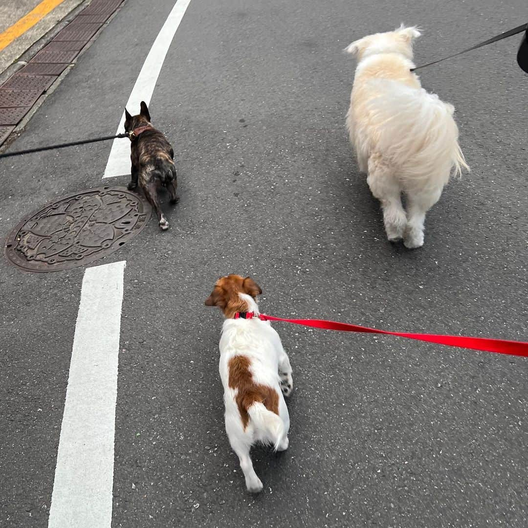 黒田知永子さんのインスタグラム写真 - (黒田知永子Instagram)「. とろさんと可愛いお友達🐶🩵  とろ &ジジ丸♀&おしょうちゃん♀  #dog #犬 #黒田とろろ #黒田知永子 #chiekokuroda」5月21日 21時38分 - kuroda_chieko