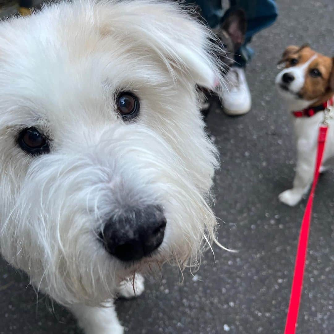 黒田知永子さんのインスタグラム写真 - (黒田知永子Instagram)「. とろさんと可愛いお友達🐶🩵  とろ &ジジ丸♀&おしょうちゃん♀  #dog #犬 #黒田とろろ #黒田知永子 #chiekokuroda」5月21日 21時38分 - kuroda_chieko