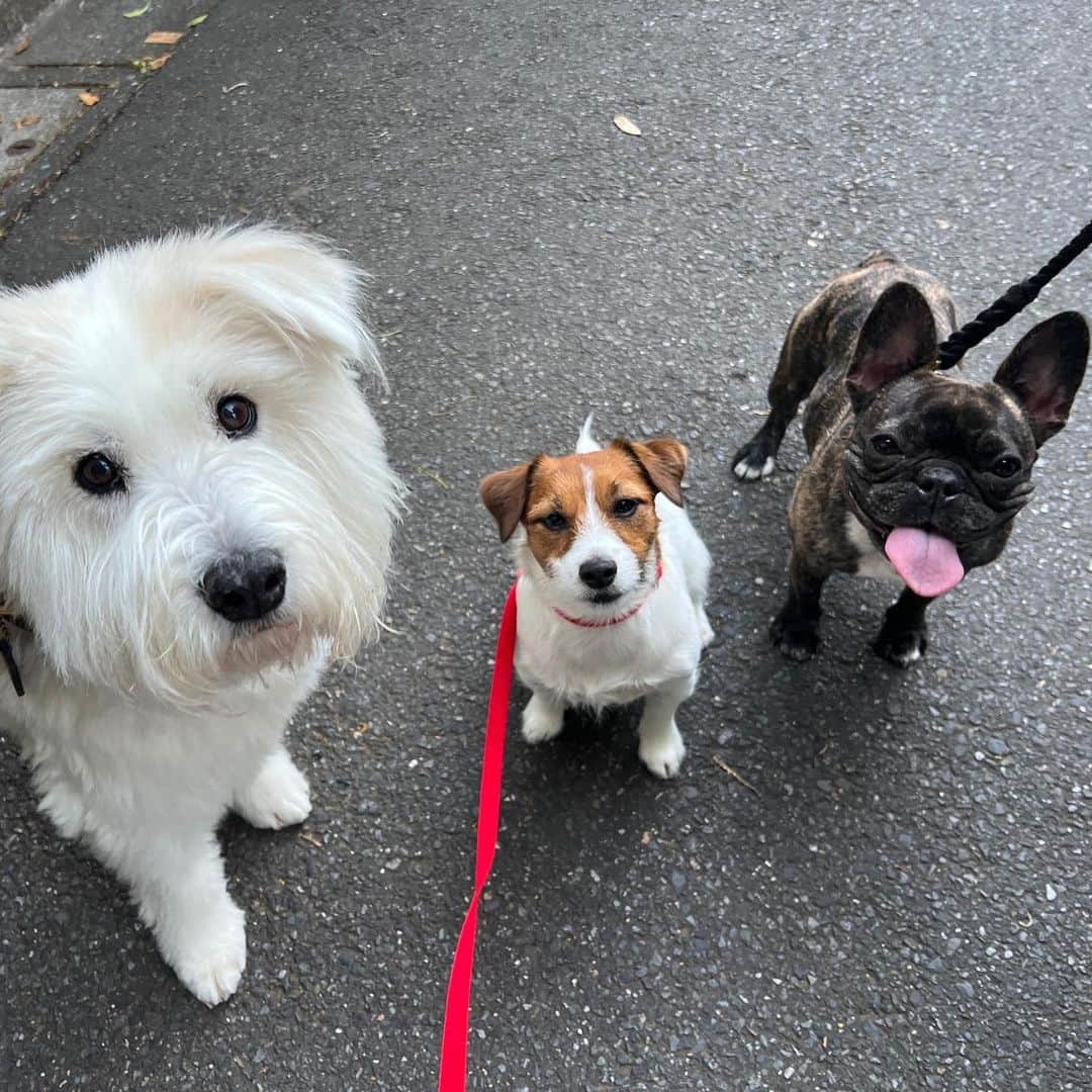 黒田知永子のインスタグラム：「. とろさんと可愛いお友達🐶🩵  とろ &ジジ丸♀&おしょうちゃん♀  #dog #犬 #黒田とろろ #黒田知永子 #chiekokuroda」