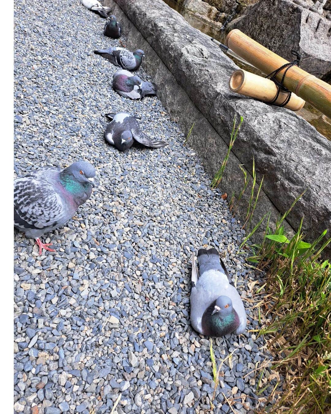 谷口キヨコさんのインスタグラム写真 - (谷口キヨコInstagram)「六角堂に行ったんたけど…鳩が全員地べたにへばりついてたわ‼️なぜなの⁉️なぜかしら(・_・?)」5月21日 22時18分 - kiyokotaniguchi