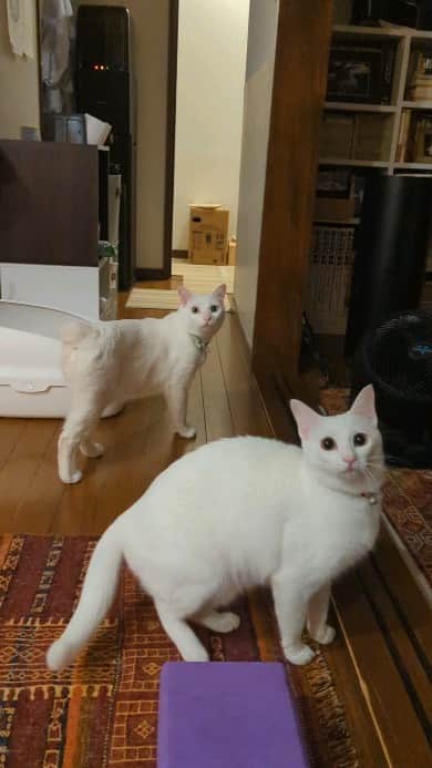 岡田屋鉄蔵のインスタグラム