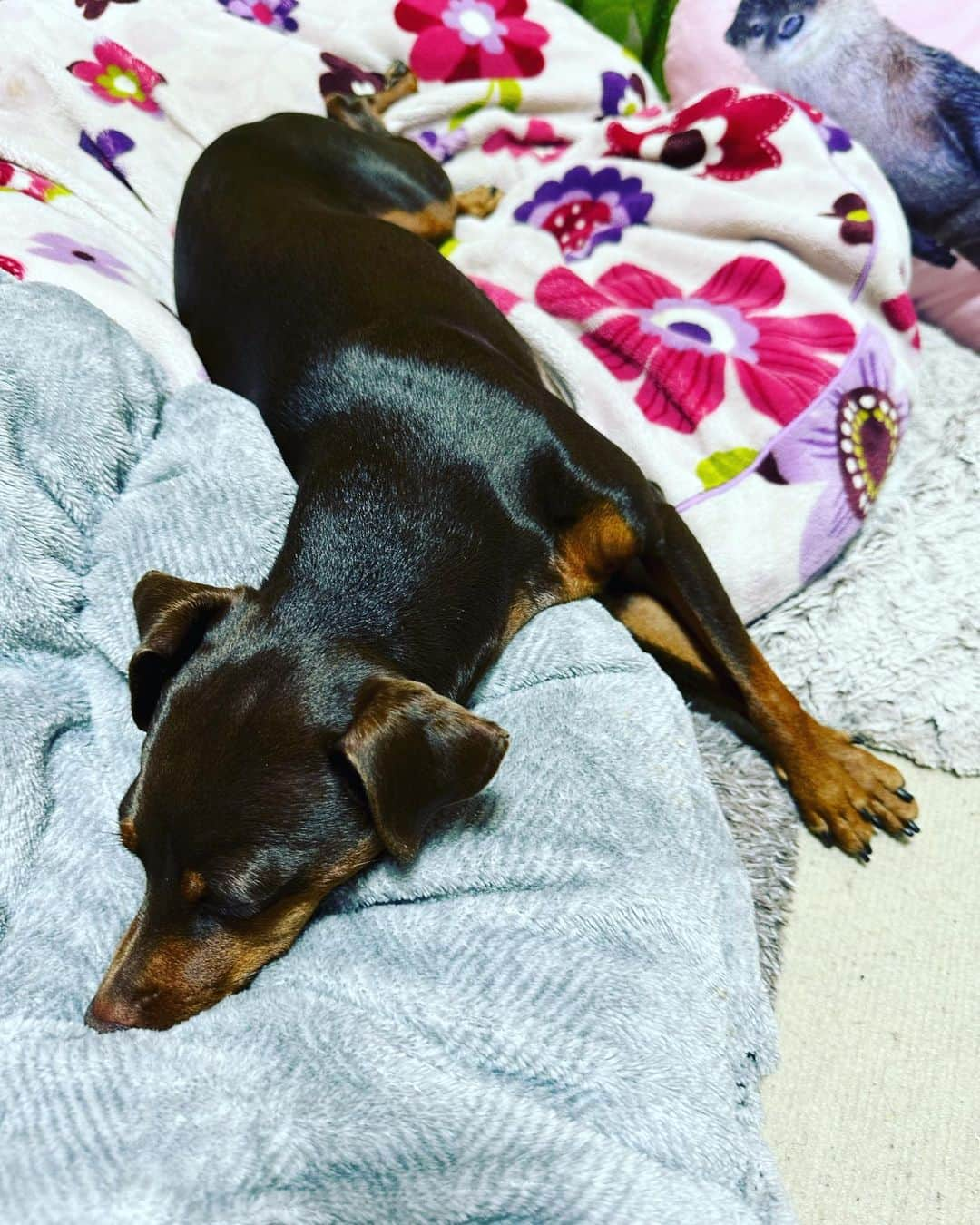 金月真美さんのインスタグラム写真 - (金月真美Instagram)「愛しいおてて  #miniaturepinscher #miniaturepinschersofinstagram  #ミニチュアピンシャー #ミニピン #金月真美」5月21日 22時54分 - mami_kingetsu