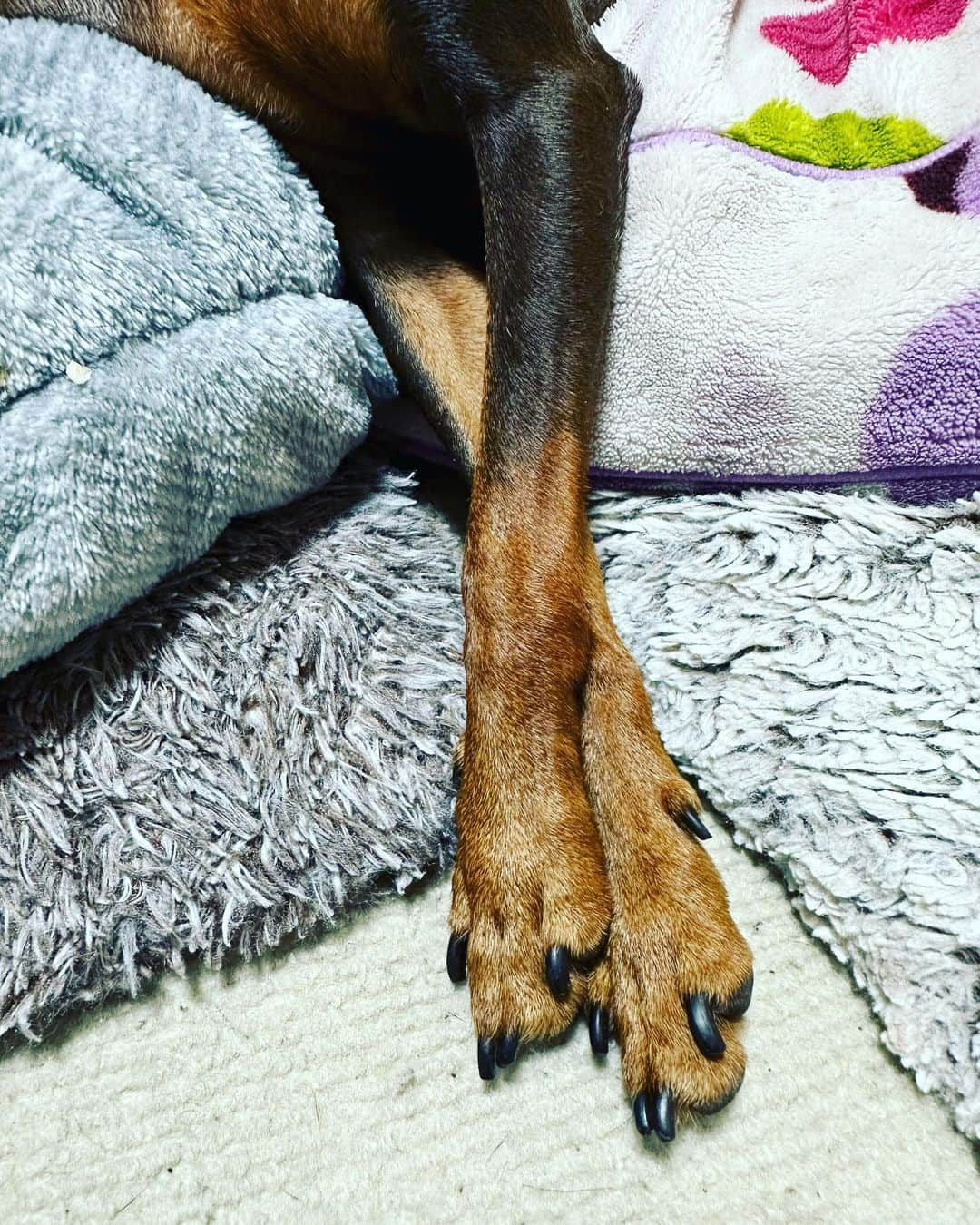 金月真美さんのインスタグラム写真 - (金月真美Instagram)「愛しいおてて  #miniaturepinscher #miniaturepinschersofinstagram  #ミニチュアピンシャー #ミニピン #金月真美」5月21日 22時54分 - mami_kingetsu